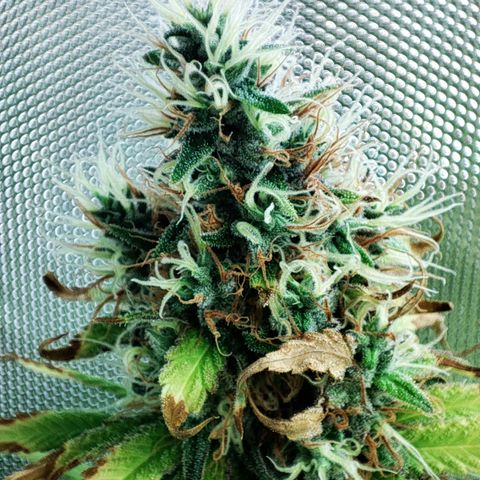 Rosy growlog timeline photo