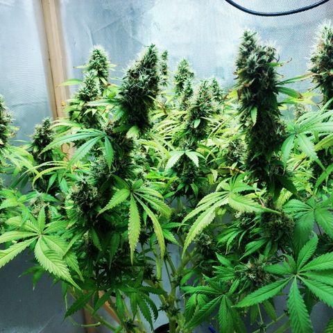 Rosy growlog timeline photo