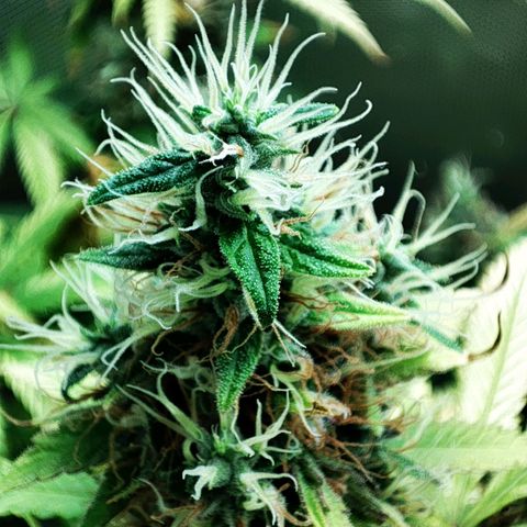Rosy growlog timeline photo