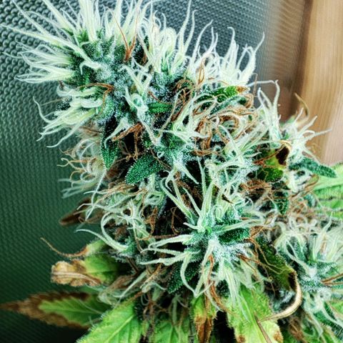 Rosy growlog timeline photo
