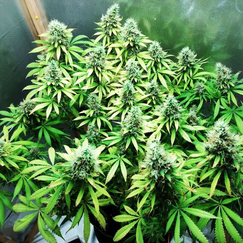 Rosy growlog timeline photo