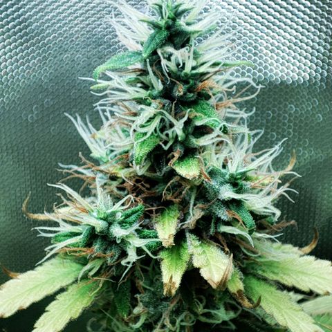 Rosy growlog timeline photo