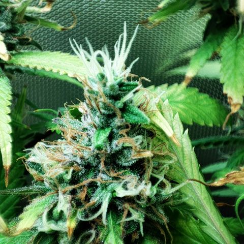 Rosy growlog timeline photo