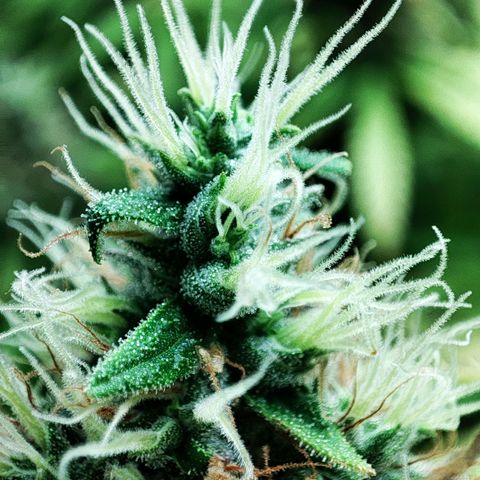 Rosy growlog timeline photo