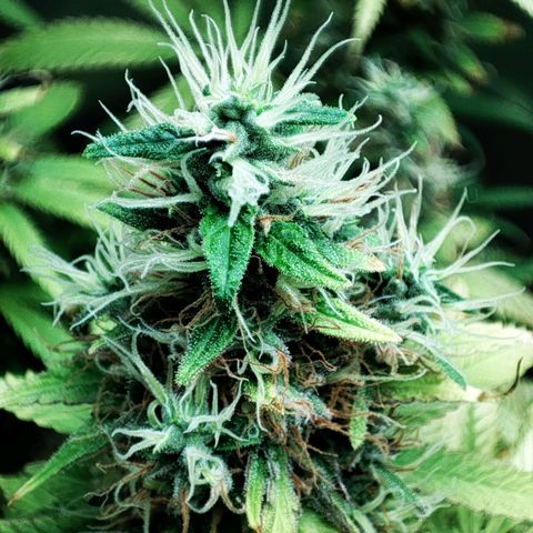 Rosy growlog timeline photo