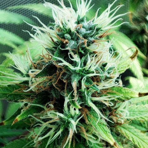 Rosy growlog timeline photo