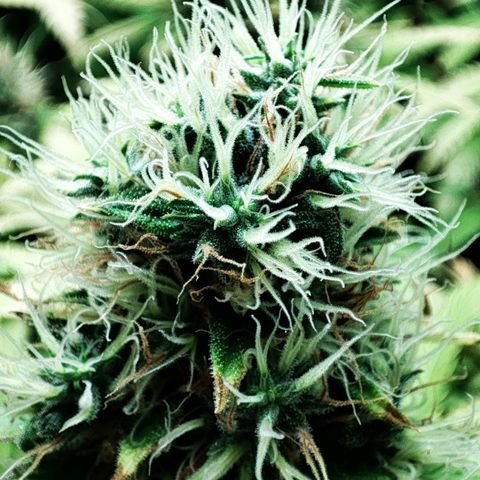 Rosy growlog timeline photo