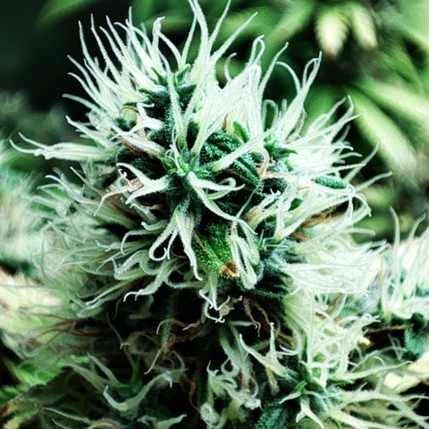 Rosy growlog timeline photo
