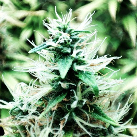 Rosy growlog timeline photo