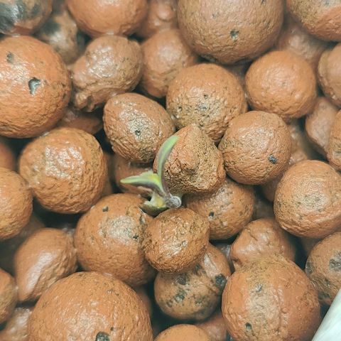 Dos Si Dos 33 growlog timeline photo