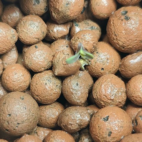Dos Si Dos 33 growlog timeline photo