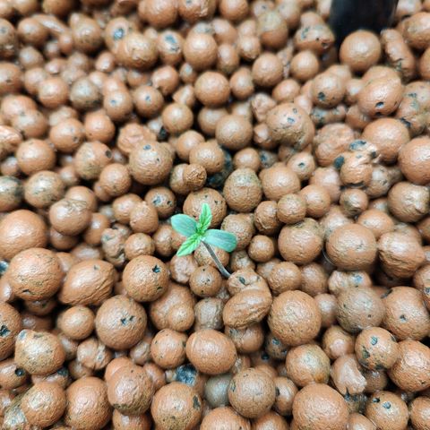 Dos Si Dos 33 growlog timeline photo