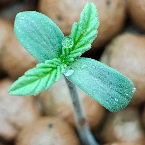 Dos Si Dos 33 growlog timeline photo