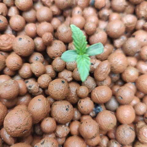Dos Si Dos 33 growlog timeline photo