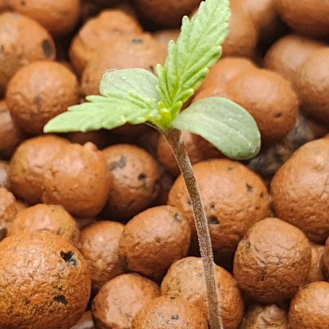 Dos Si Dos 33 growlog timeline photo