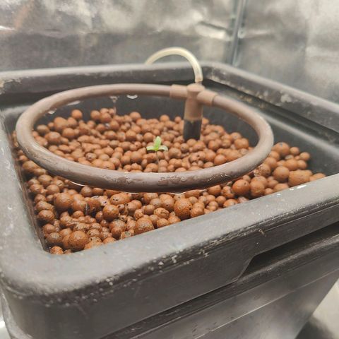 Dos Si Dos 33 growlog timeline photo