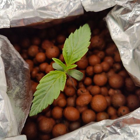 Dos Si Dos 33 growlog timeline photo