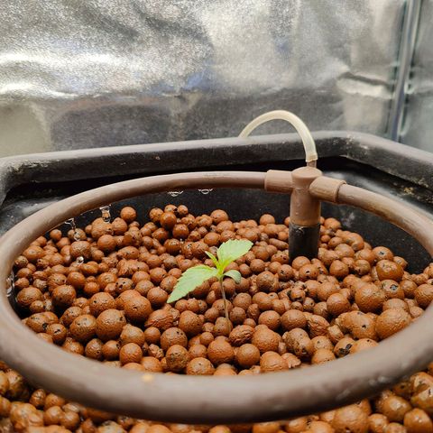 Dos Si Dos 33 growlog timeline photo