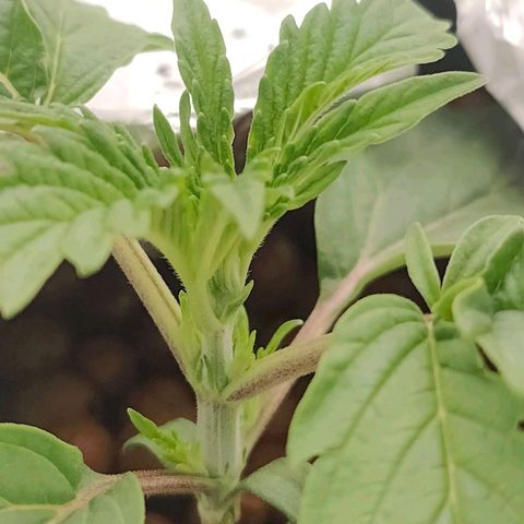 Dos Si Dos 33 growlog timeline photo
