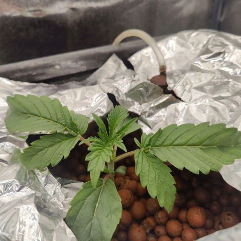 Dos Si Dos 33 growlog timeline photo