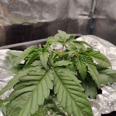 Dos Si Dos 33 growlog timeline photo