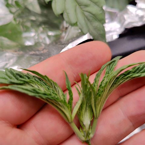 Dos Si Dos 33 growlog timeline photo