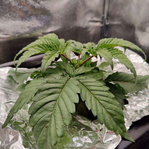 Dos Si Dos 33 growlog photo: 8 hours from topping