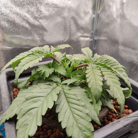 Dos Si Dos 33 growlog timeline photo