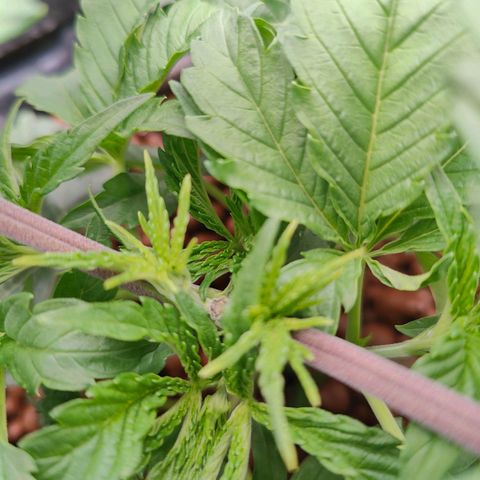 Dos Si Dos 33 growlog timeline photo