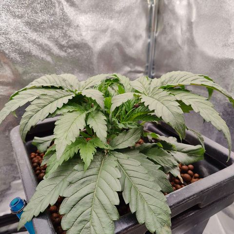 Dos Si Dos 33 growlog timeline photo