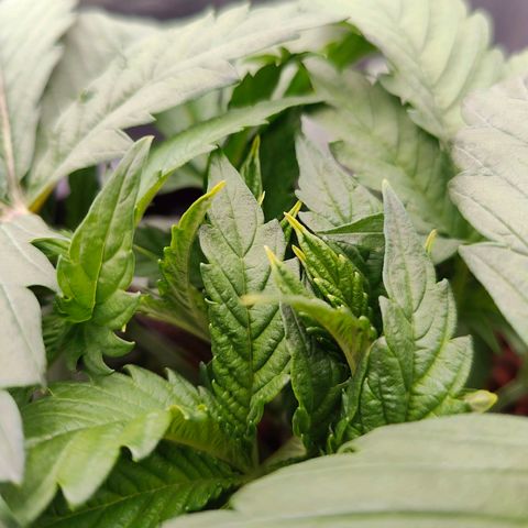 Dos Si Dos 33 growlog timeline photo
