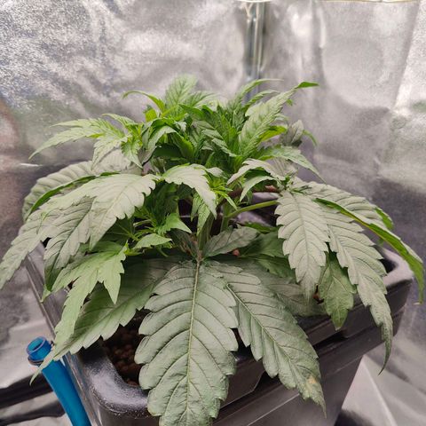 Dos Si Dos 33 growlog timeline photo