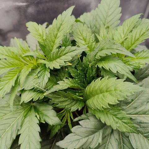 Dos Si Dos 33 growlog timeline photo