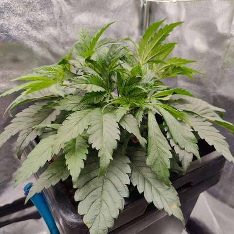 Dos Si Dos 33 growlog timeline photo