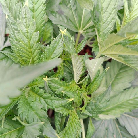Dos Si Dos 33 growlog timeline photo