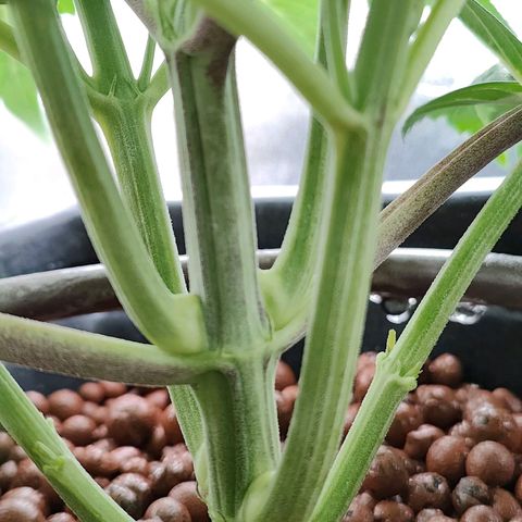 Dos Si Dos 33 growlog timeline photo