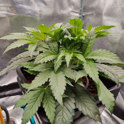Dos Si Dos 33 growlog timeline photo
