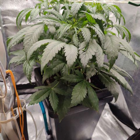 Dos Si Dos 33 growlog timeline photo