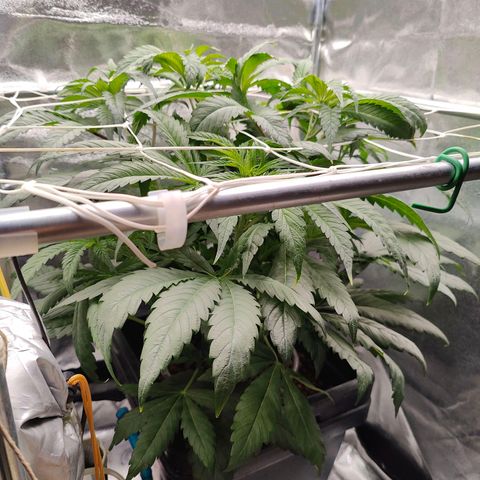 Dos Si Dos 33 growlog timeline photo