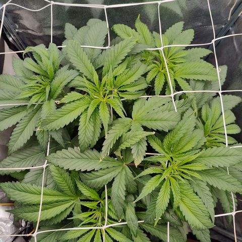 Dos Si Dos 33 growlog timeline photo