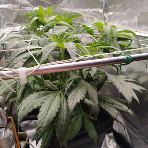Dos Si Dos 33 growlog timeline photo