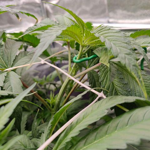 Dos Si Dos 33 growlog timeline photo