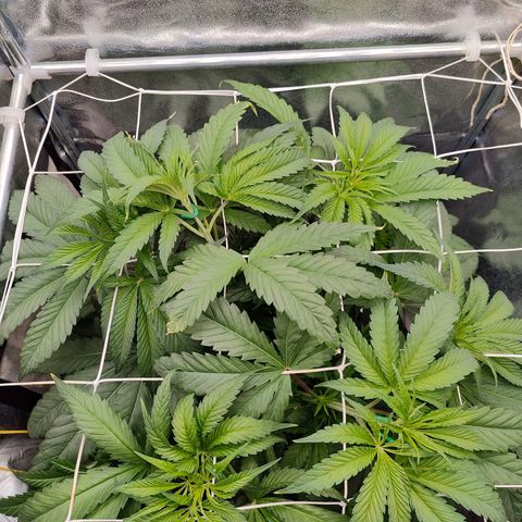 Dos Si Dos 33 growlog timeline photo