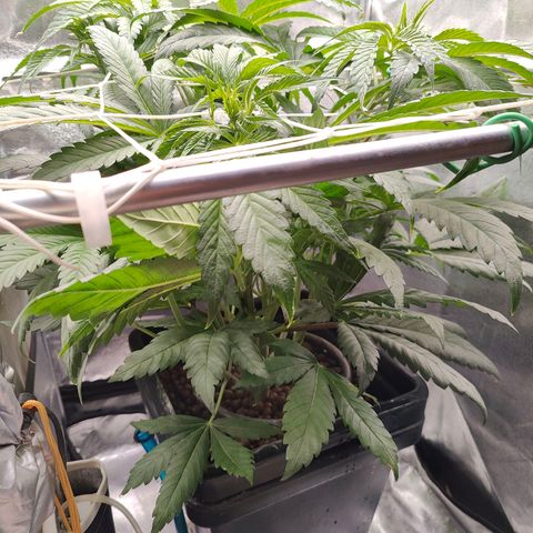 Dos Si Dos 33 growlog timeline photo