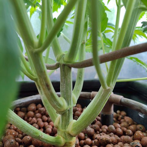 Dos Si Dos 33 growlog timeline photo