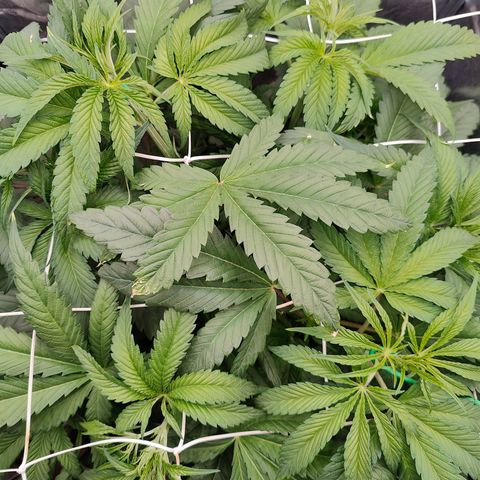 Dos Si Dos 33 growlog timeline photo