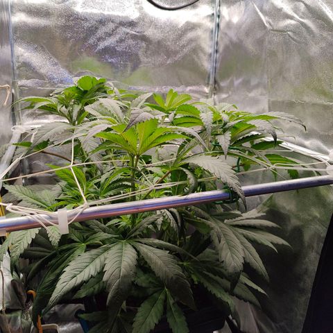 Dos Si Dos 33 growlog timeline photo