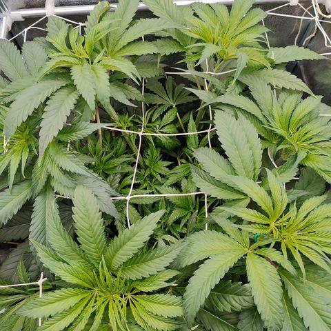 Dos Si Dos 33 growlog timeline photo