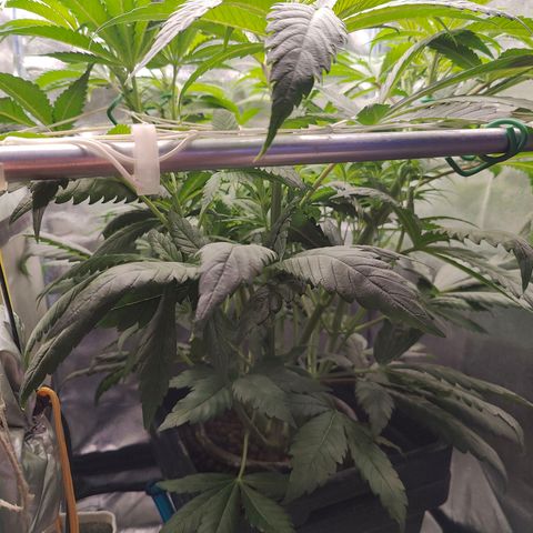 Dos Si Dos 33 growlog timeline photo