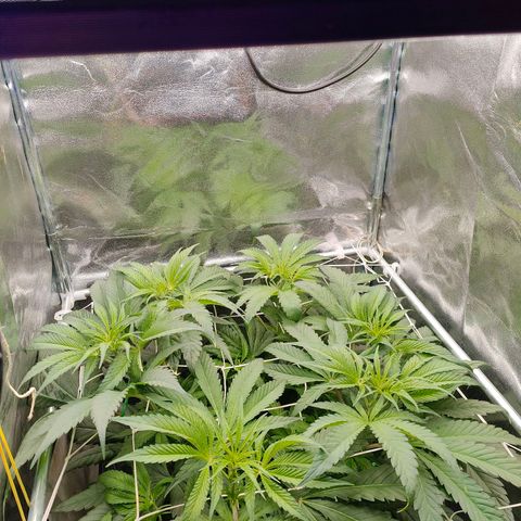 Dos Si Dos 33 growlog timeline photo